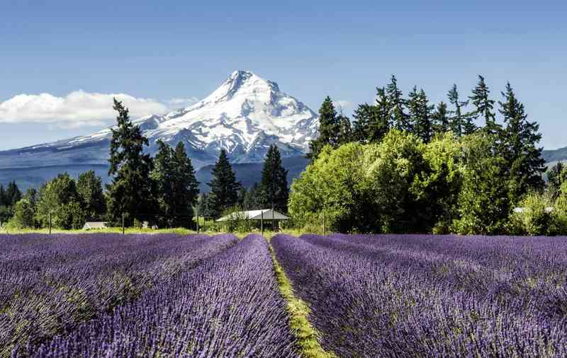15 Taman Terbaik di Portland, Oregon
